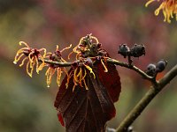 Hamamelis Winter Beauty 2016 01 23 9022